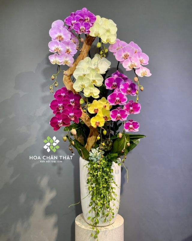 Chậu lan hồ điệp 8 cành phối màu ghép lũa – Cát Tường Thăng Tiến Chậu lan hồ điệp 8 cành phối màu ghép lũa