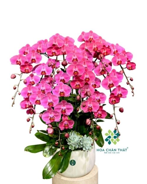 Chậu lan hồ điệp 9 cành hồng phấn – Hồng Phúc An Khang