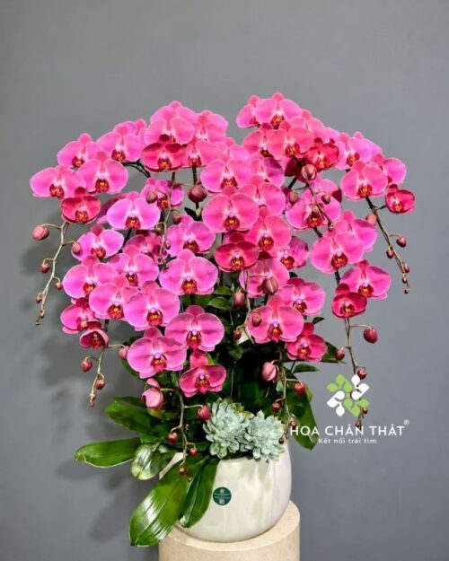 Chậu lan hồ điệp 9 cành hồng phấn – Hồng Phúc An Khang