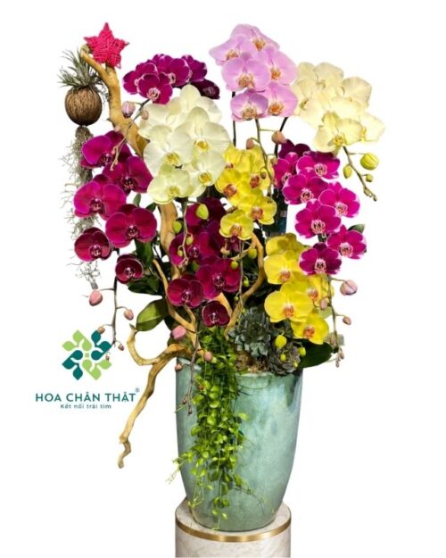 Chậu lan hồ điệp 9 cành phối màu ghép lũa – Khởi Sắc Thành Công
