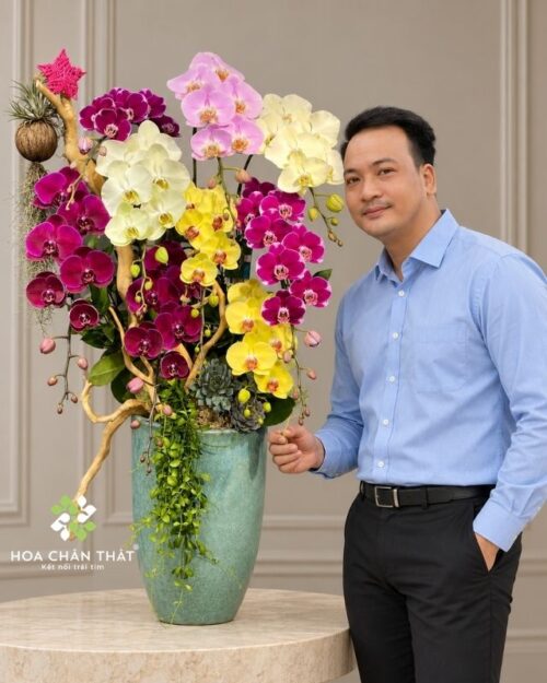 Chậu lan hồ điệp 9 cành phối màu ghép lũa – Khởi Sắc Thành Công