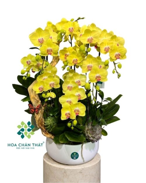 Chậu lan hồ điệp ghép lũa 9 cành vàng – Phúc Lộc Trường Thịnh