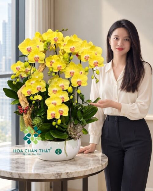 Chậu lan hồ điệp ghép lũa 9 cành vàng – Phúc Lộc Trường Thịnh