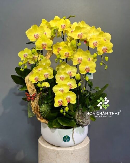 Chậu lan hồ điệp ghép lũa 9 cành vàng – Phúc Lộc Trường Thịnh