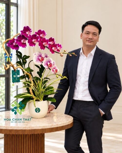 Chậu lan hồ điệp màu tím 2 cành ghép lũa