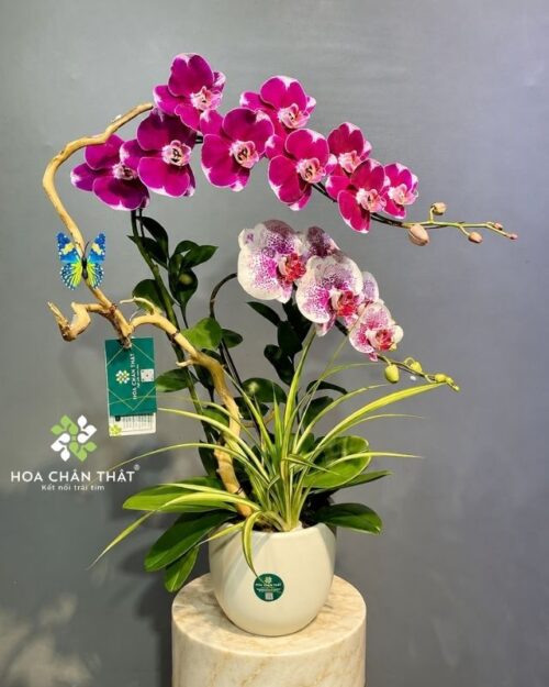 Chậu lan hồ điệp màu tím 2 cành ghép lũa