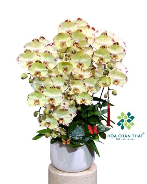 Chậu lan hồ điệp màu vàng 8 cành – Cát Tường Thịnh Vượng