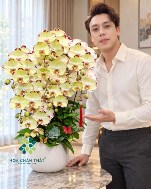 Chậu lan hồ điệp màu vàng 8 cành – Cát Tường Thịnh Vượng
