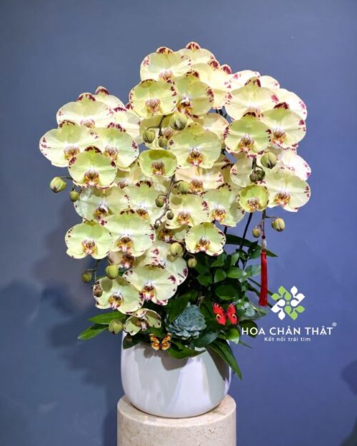 Chậu lan hồ điệp màu vàng 8 cành – Cát Tường Thịnh Vượng
