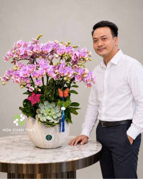 Chậu lan hồ điệp mini để bàn 7 gốc màu hồng
