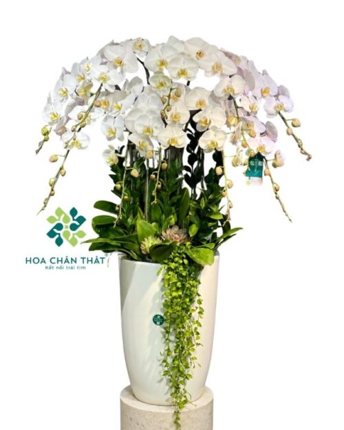Chậu lan hồ điệp trắng lưỡi vàng 10 cành – Ngọc Lan Phú Quý