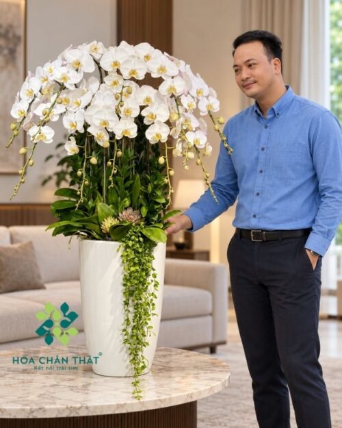 Chậu lan hồ điệp trắng lưỡi vàng 10 cành – Ngọc Lan Phú Quý