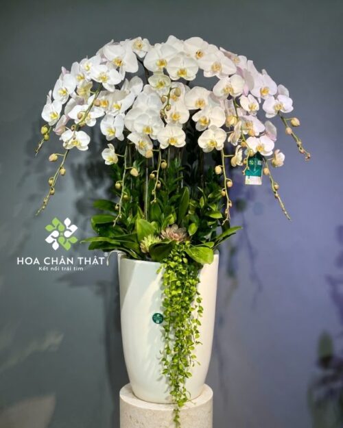 Chậu lan hồ điệp trắng lưỡi vàng 10 cành – Ngọc Lan Phú Quý