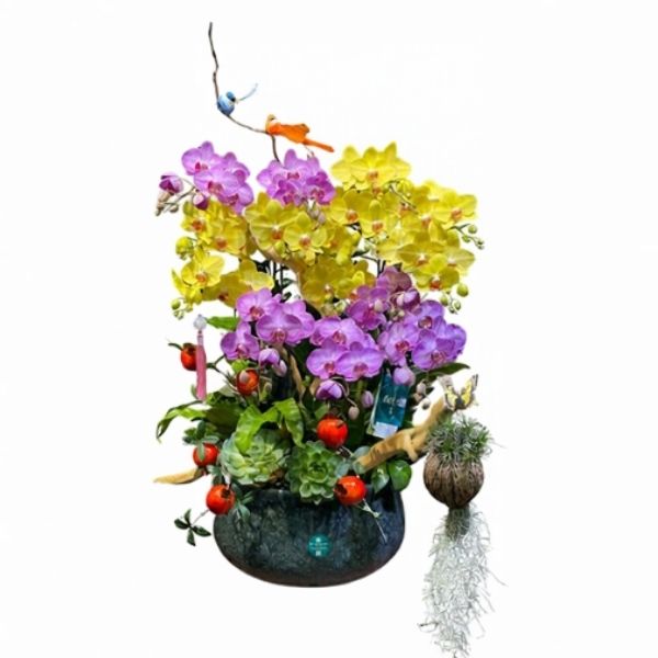 Lan Hồ Điệp Mini