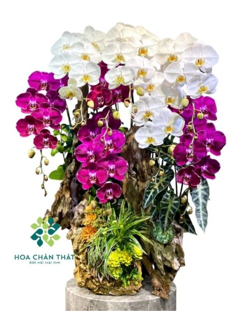 Lan hồ điệp ghép lũa 8 cành – Phúc Lộc Trường An