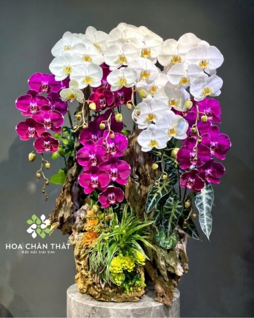 Lan hồ điệp ghép lũa 8 cành – Phúc Lộc Trường An