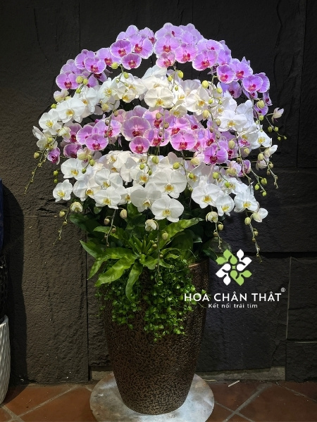 Chậu lan hồ điệp 25 cành xanh bơ – Vạn Lộc Hưng Thành Lan hồ điệp đẹp tại Hoa Chân Thật