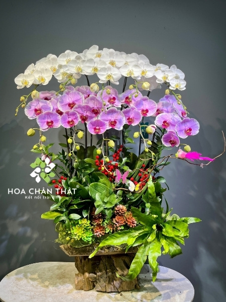 Chậu lan hồ điệp 25 cành xanh bơ – Vạn Lộc Hưng Thành Hoa Chân Thật địa chỉ cung cấp lan hồ điệp uy tín