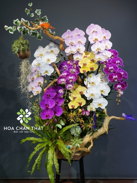 Chậu lan hồ điệp 25 cành xanh bơ – Vạn Lộc Hưng Thành Tác phẩm lan hồ điệp ghép lũa nghệ thuật tại Hoa Chân Thật