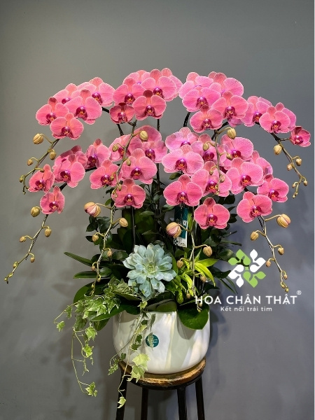 Chậu lan hồ điệp 25 cành xanh bơ – Vạn Lộc Hưng Thành Hoa lan hồ điệp đỏ tại Hoa Chân Thật