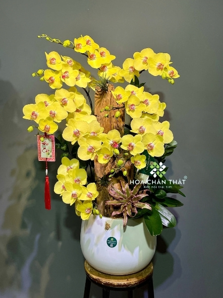Chậu lan hồ điệp 25 cành xanh bơ – Vạn Lộc Hưng Thành Lan hồ điệp vàng đẹp tại Hoa Chân Thật
