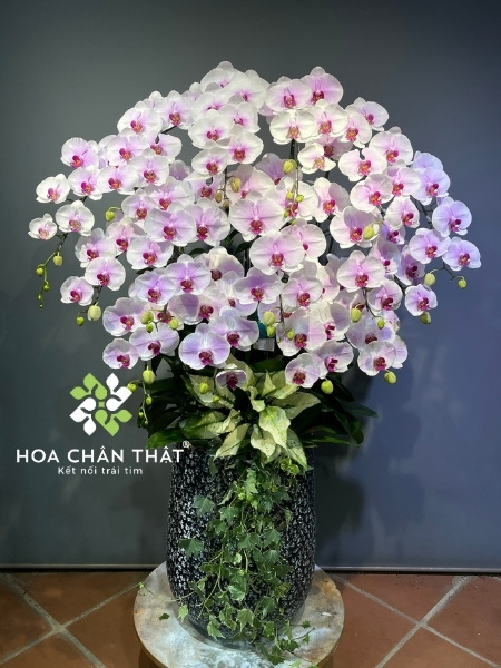 Chậu lan hồ điệp 25 cành xanh bơ – Vạn Lộc Hưng Thành Lan hồ điệp trắng tại Hoa Chân Thật