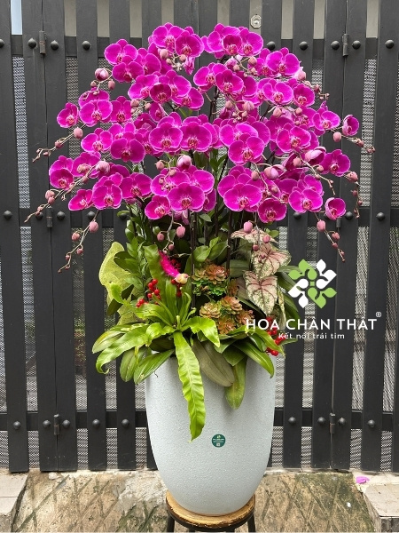 Chậu lan hồ điệp 25 cành xanh bơ – Vạn Lộc Hưng Thành Hoa lan hồ điệp tím tại Hoa Chân Thật