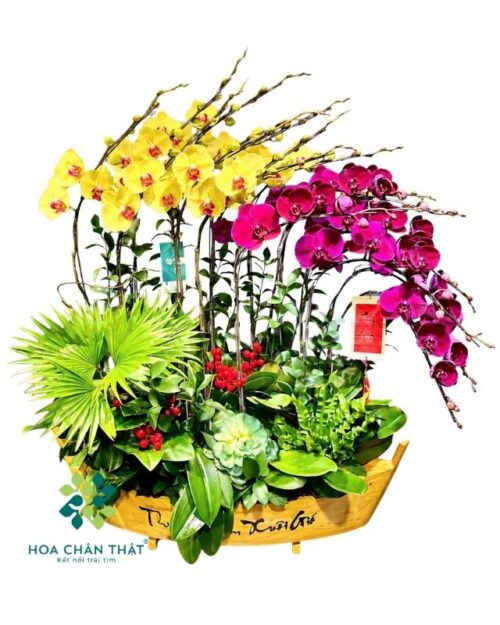 Thuyền lan hồ điệp 17 cành vàng tím – Thuận Buồm Xuôi Gió