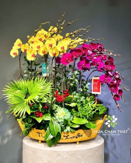 Thuyền lan hồ điệp 17 cành vàng tím – Thuận Buồm Xuôi Gió