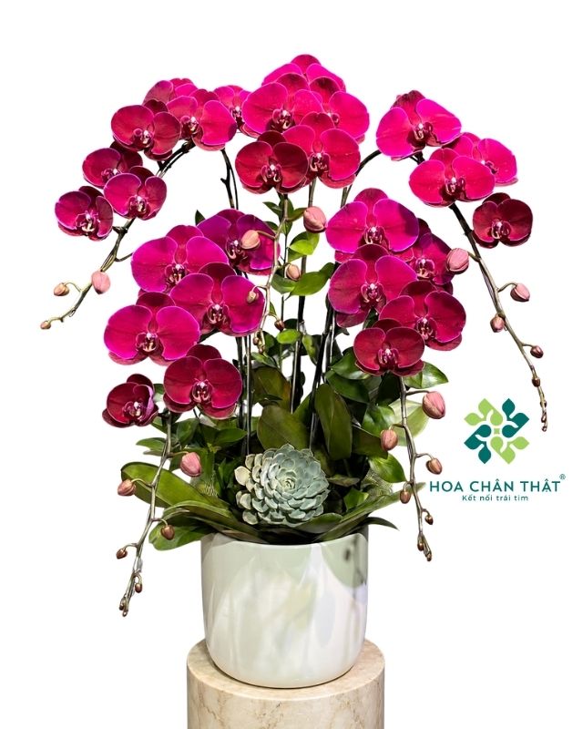 chậu lan hồ điệp đỏ cherry 5 cành – Hương Sắc Tri Ân chậu lan hồ điệp đỏ cherry 5 cành – Hương Sắc Tri Ân