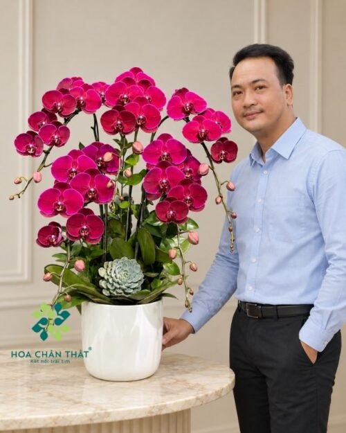 Chậu lan hồ điệp đỏ cherry 5 cành – Hương Sắc Tri Ân chậu lan hồ điệp đỏ cherry 5 cành – Hương Sắc Tri Ân