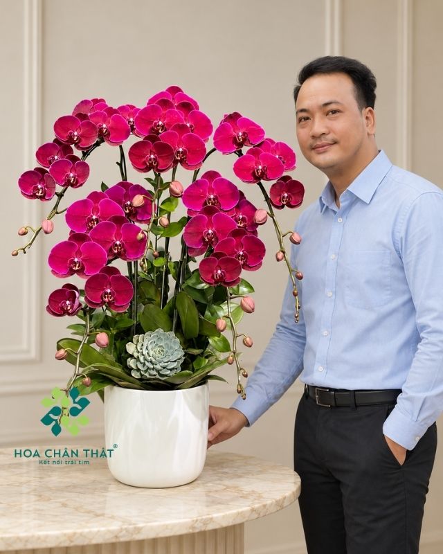 chậu lan hồ điệp đỏ cherry 5 cành – Hương Sắc Tri Ân chậu lan hồ điệp đỏ cherry 5 cành – Hương Sắc Tri Ân