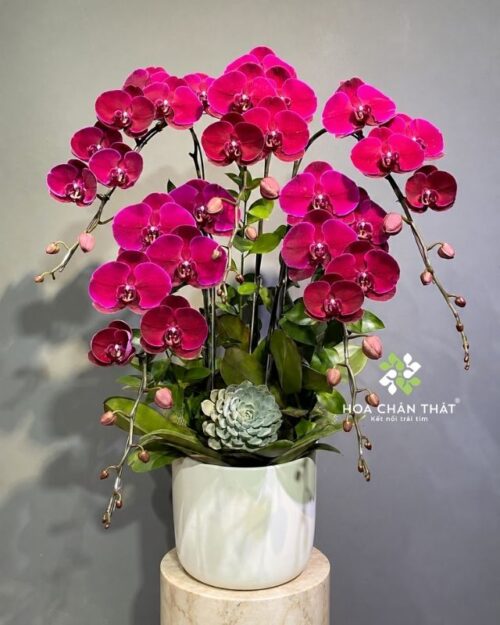 chậu lan hồ điệp đỏ cherry 5 cành – Hương Sắc Tri Ân
